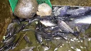 we changed water in our native tilapia fishpond