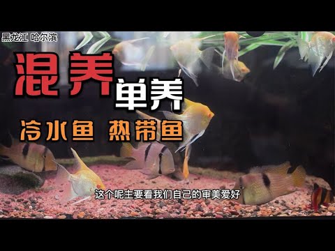 慈鯛混養金魚