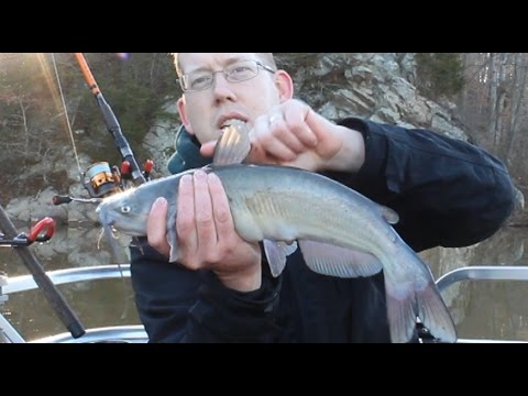 How to Hold a Catfish Without Getting Stung - Catfish Spines