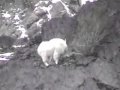 Wild Mountain Goat Family Kicken It Eating Grass ...