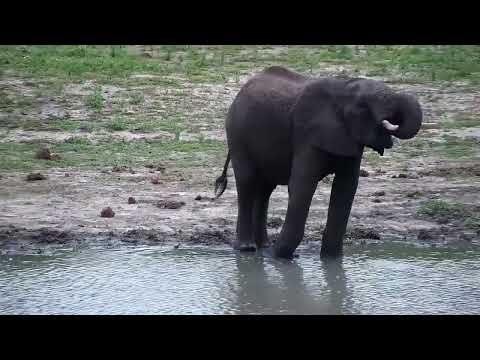 Djuma: Elephants have quick drink at dam - 15:54 - 10/31/2022