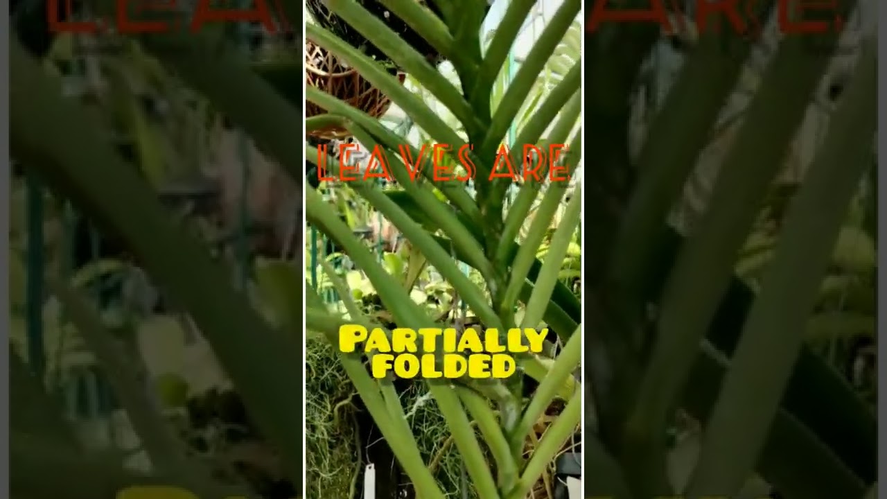 Types of Vanda | #shorts