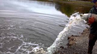 preview picture of video 'Stocking fish at Lake Minsi 2014 part 2'