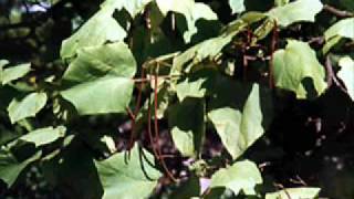 Moby - Jam For The Ladies (EE2 Remix)