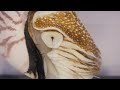 How is a nautilus different from a squid?
