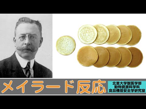 獣医学科 【北里大学獣医学部 動物資源科学科】研究紹介 食品機能安全学研究室（メイラード反応）