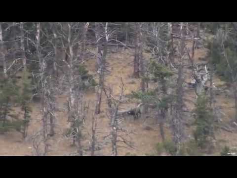 Hunting Elk In Wyoming