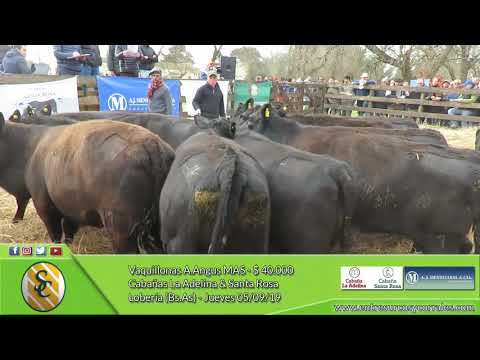 05-09-19 - Venta de Vaquillonas A.Angus MAS - Cabañas La Adelina & Santa Rosa - Lobería