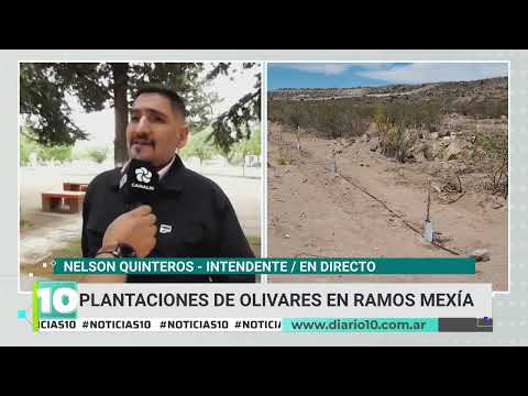 Plantaciones de olivares en Ramos Mexía: una alternativa de crecimiento económico