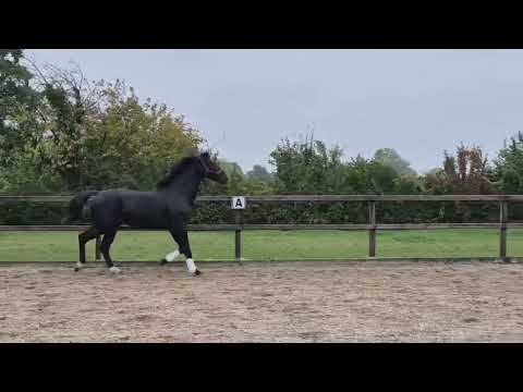 Tinus v. Lord Diamond 