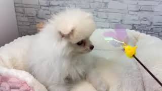 ポメラニアンの動画01