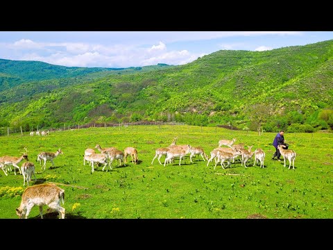 Bulbuc, satul de vis unde pământul costă 1 euro/mp, iar cazarea 50 de lei/noapte!