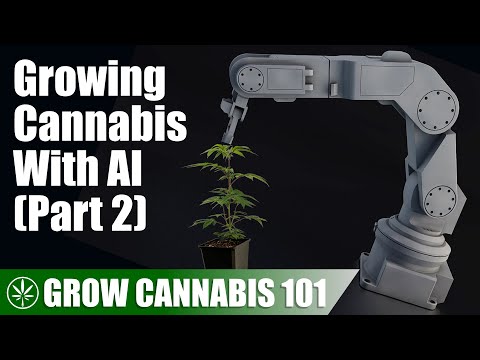 Using ChatGPT to Germinate a Cannabis Seed - Cambodia Expats Online: Forum | News | Information | Blog
