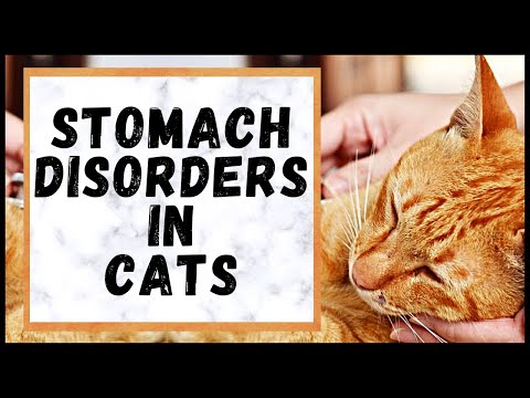 Disorders of the Stomach and Intestines in Cats