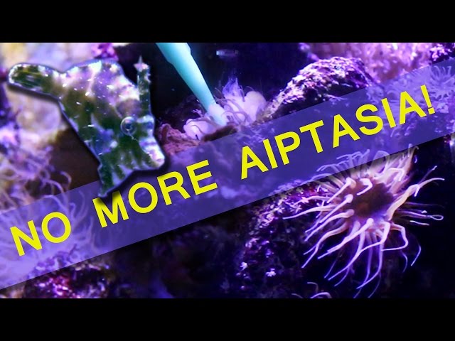 HOW I ELIMINATED AIPTASIA IN MY REEF TANK!