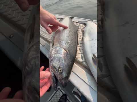 How to identify different species of salmon (Part 1)