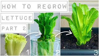 HOW TO REGROW LETTUCE Part 2: When & How To Plant In Soil