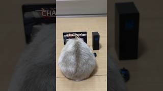 Gaming Hamster #ハムスター #apex #プレデター