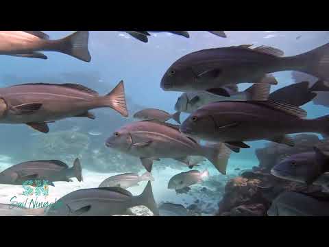 Shore Thing Liveaboard video