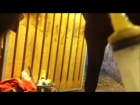 140716 appelsauce and horses