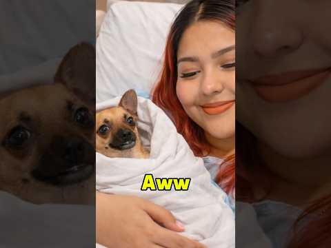 TU PERRO NO ES TU HIJO