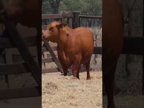 Gran Remate en Fernández (santiago del estero)7 de noviembre