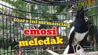 Download lagu KACER TARUNG konslet ini AMPUH bangkitkan emosi menjadi semakin garang mp3 Download lagu KACER TARUNG konslet ini AMPUH bangkitkan emosi menjadi semakin garang mp3
