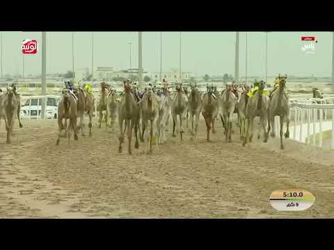 ش 9 (السبعه) لـ محمد بطي محمد الحسناء المري 7:33:71 , مهرجان ختامي الشحانية 2026/04/21 لقايا