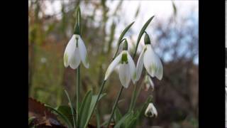 On Green Dolphin Street -Wynton Kelly -Kelly Blue