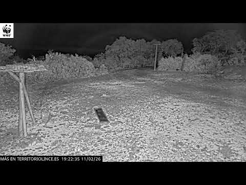 Emisión en directo Territorio Lince