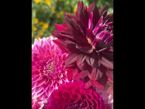 Some beautiful dahlias we grew.