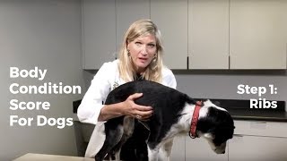 Body Condition Score For Dogs: Step 1, Ribs
