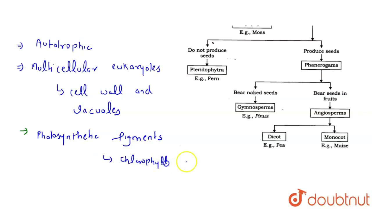 Describe the important characters of kingdom plantae. | 11 | BIOLOGICAL CLASSIFICATION | BIOLOGY...