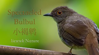 Download lagu Spectacled Bulbul, 小褐鹎, 小褐鵯, Rubigula erythropthalmos, コアカメチャイロヒヨ, MERBAH MATA MERAH KECIL mp3