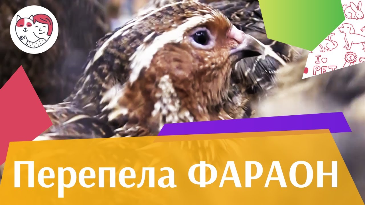 ПЕРЕПЕЛА ФАРАОН Агропромышленная выставка Золотая осень 2016 iLikePet
