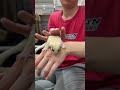 フクロモモンガのYouTubeサムネイル画像