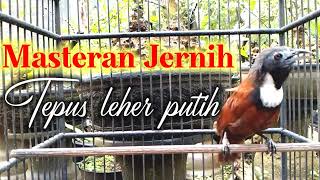 Download lagu Tepus Leher putih Gacor | Masteran kicau mania ‼ mp3 Download lagu Tepus Leher putih Gacor | Masteran kicau mania ‼ mp3