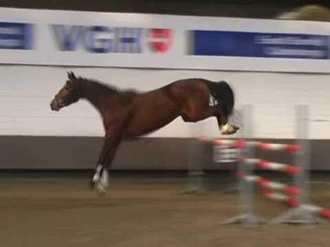 Kat. 6, Ludovico von Levistano - Verkaufstag auf dem Dobrock 17. Mai 2014