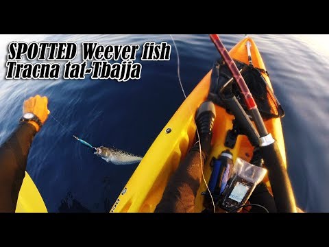 Kayak fishing with a decent Spotted Weever in deep sea