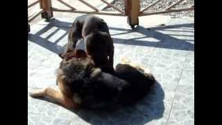 preview picture of video '3 years old German Shepherd Bruno VS 6 months Boxer Dog Harley'