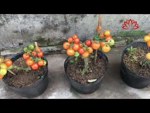 Reife Tomaten in Töpfen | Topftomaten ernten | Tomaten im Topf anbauen