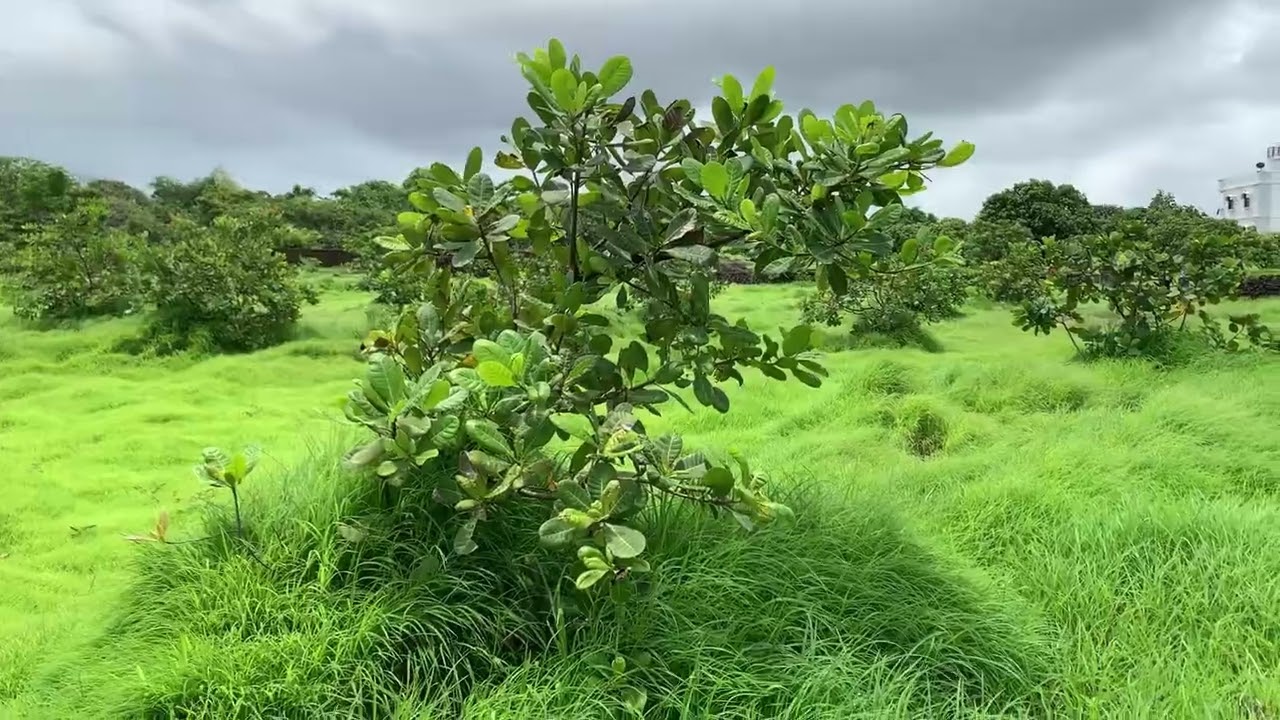 Coming to Konkan, come to Ratnagiri.