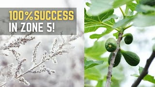Overwintering Figs: The ULTIMATE Method!  [ZERO Die-Back after -15°F / -26°C]