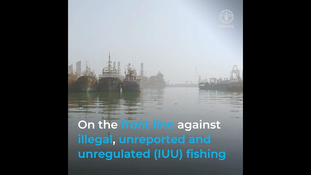 On the frontline in the fight against IUU fishing: FAO and ICCAT train Senegal port inspectors