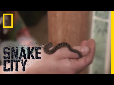Siouxsie vs. Night Adder - Episode 6 | Deadliest Snake Encounters