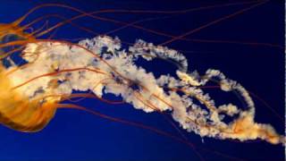 25 horas al dia chichi peralta