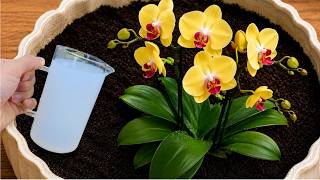 Just 1 glass, makes it explode with so many flowers Any plant!