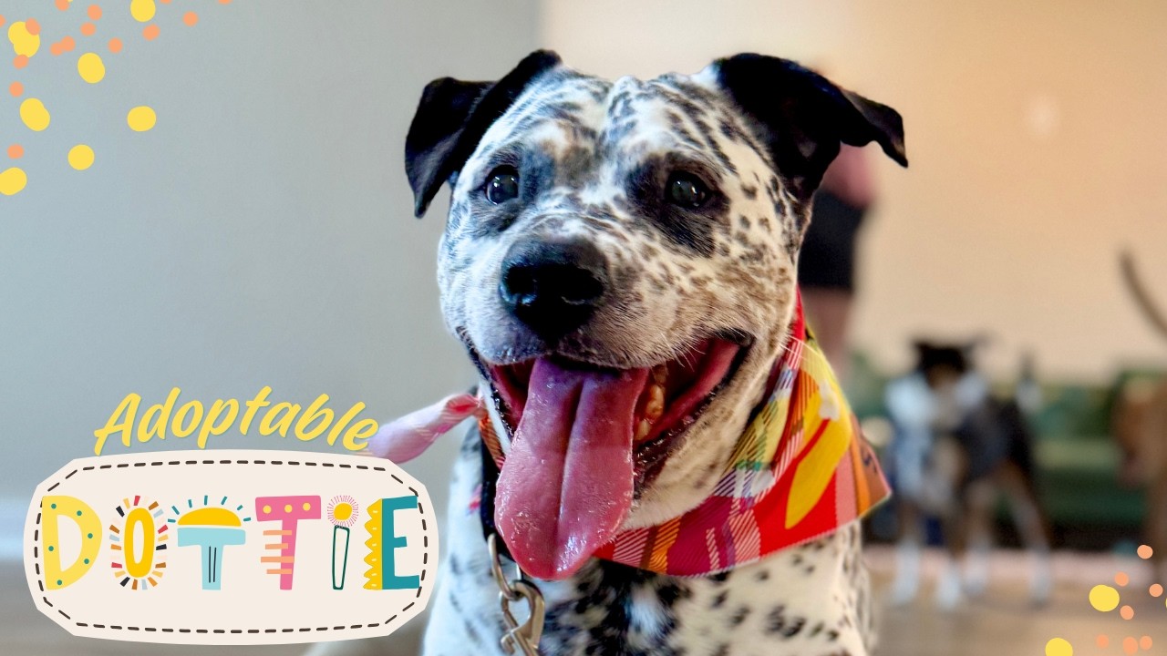 Enlarge Dottie Darling Dalmatian, a Adoptable mixed breed in Friendswood, TX video 6/6