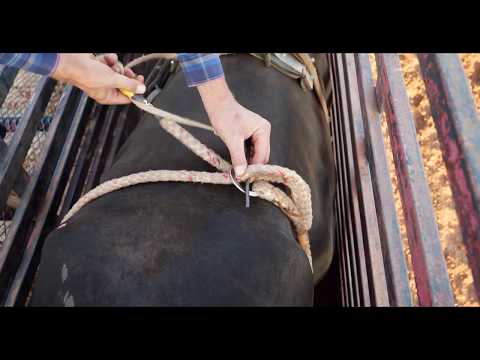 How to Train World Class Bucking Bulls