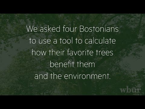 Four Bostonians Taking Care of Local Trees